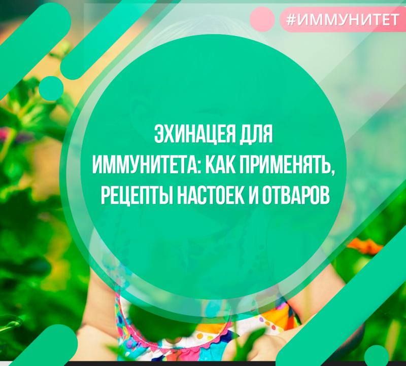 Эхинацея для иммунитета: как применять, рецепты настоек и отваров