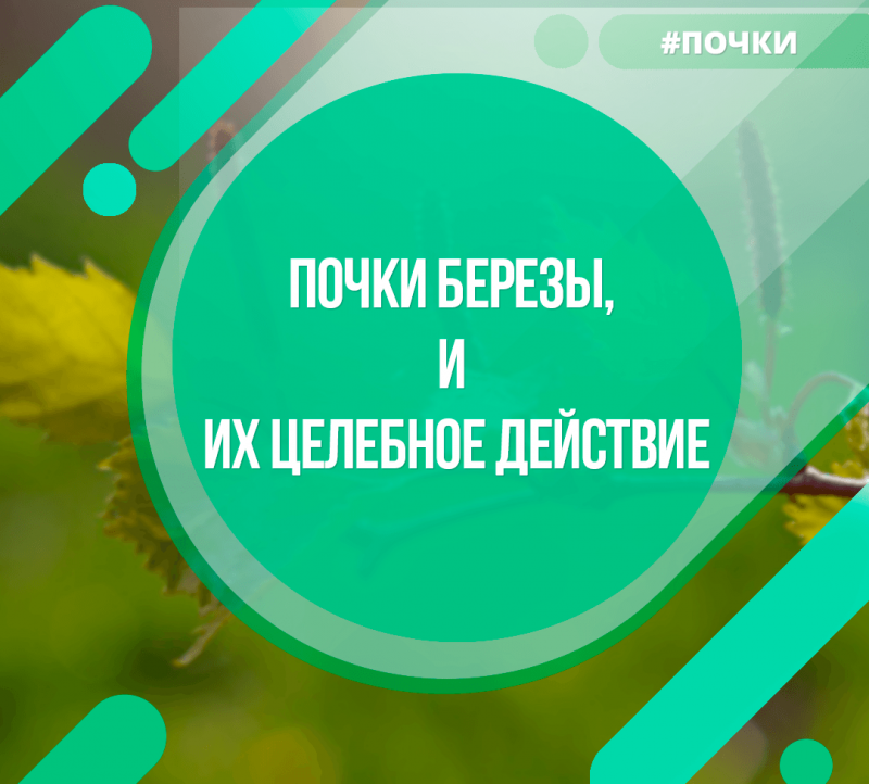 Почки березы,  и их целебное действие.