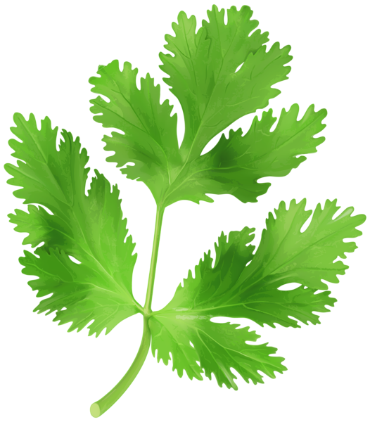 Parsley_Transparent_PNG_Clip_Art_Image.png